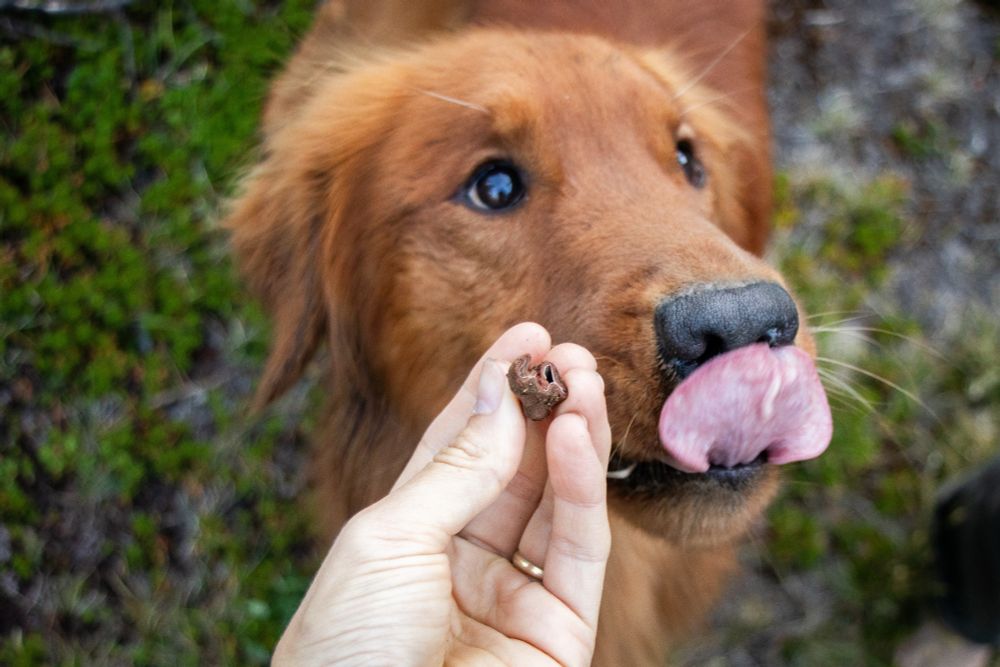 Rye the golden retriever licks his lips after smelling a Hydnotrya truffle held out to him. 