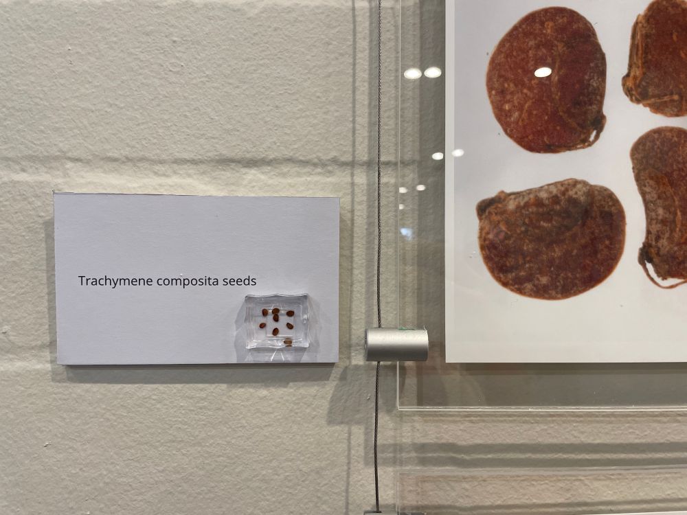 Close up of a mounted photo of magnified seeds with a name plate next to it that says 'Trachymene composita seeds'. On the plate is an acrylic block with eight seeds embedded in it. 