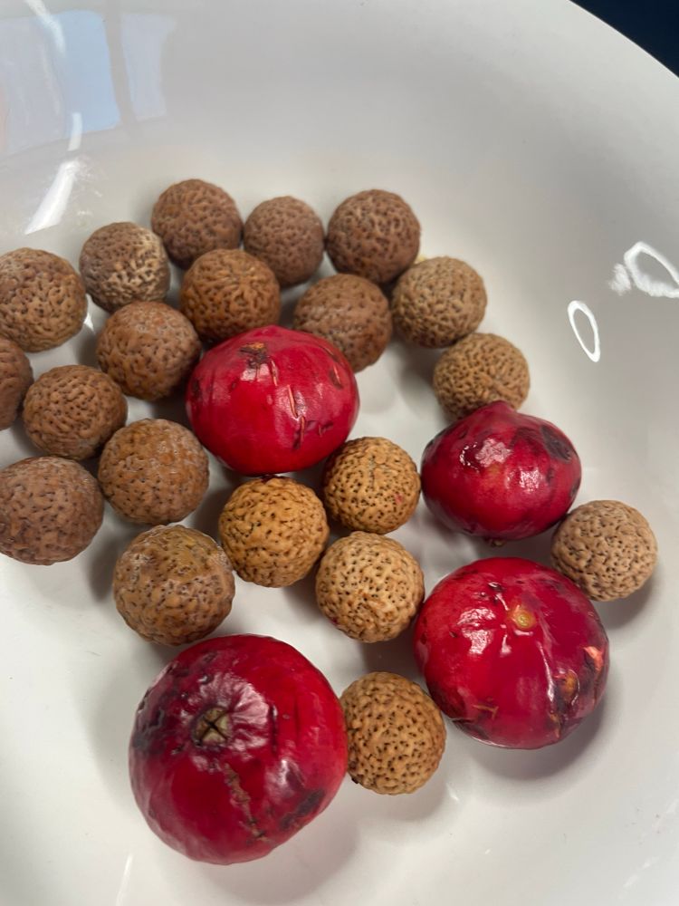 Bowl of red mangaṯa quandong fruits and their large highly textured light brown seeds