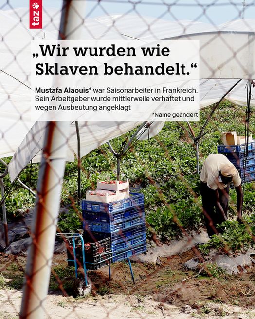 Durch einen Zaun hindurch sieht man eine Person auf einem Feld arbeiten. Text: „Wir wurden wie Sklaven behandelt.“
Mustafa Alaouis* war Saisonarbeiter in Frankreich. Sein Arbeitgeber wurde mittlerweile verhaftet und wegen Ausbeutung angeklagt
*Name geändert