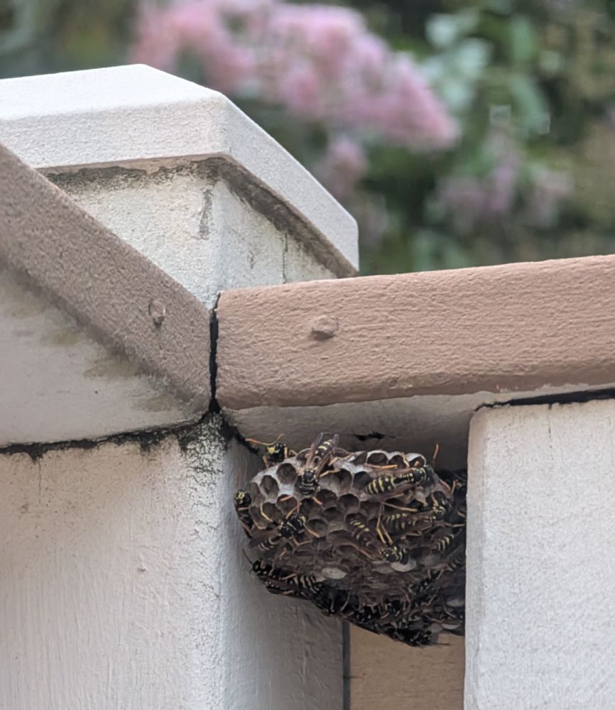A wasp nest filled with dozens of wasps hanging under the railing of a deck.