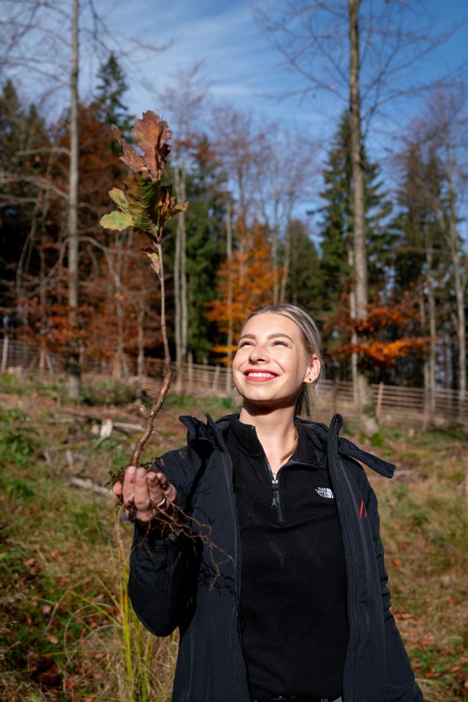 Herbst im Thüringer Wald, eine Frau hält einen Stieleichensetzling in der Hand