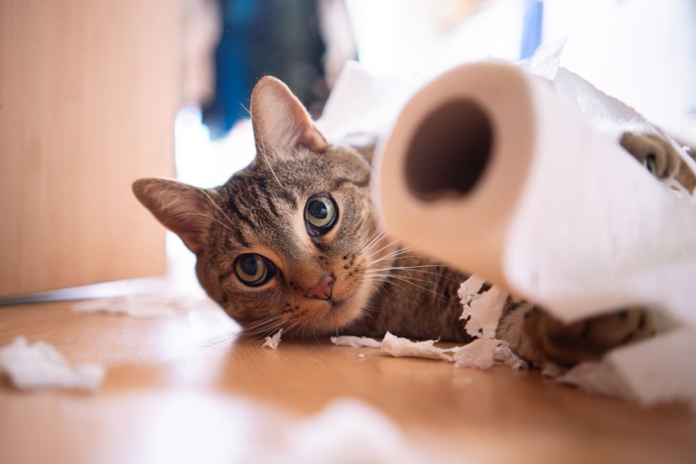 getigerter Kater liegt mit einer Küchenrolle in seinen Pfoten auf dem Boden und schaut nicht unrechtsbewusst.
