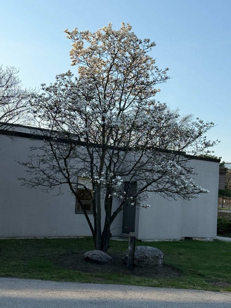 A Leo Messel Magnolia tree in bloom (planted in memory of Tina Laplante Roy) on campus across the creek.