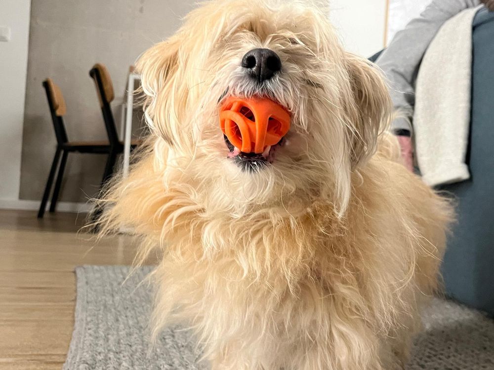 Bo, a fuzzy champagne coloured Havanese dog, holds an orange bouncy ball in her mouth. Her eyes are covered by her fur as she looks up at the photographer, away from the lens.