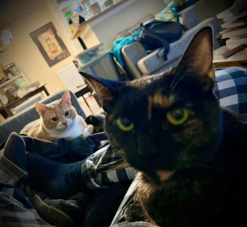 And orange cat and a tortoiseshell cat lay on the couch. 