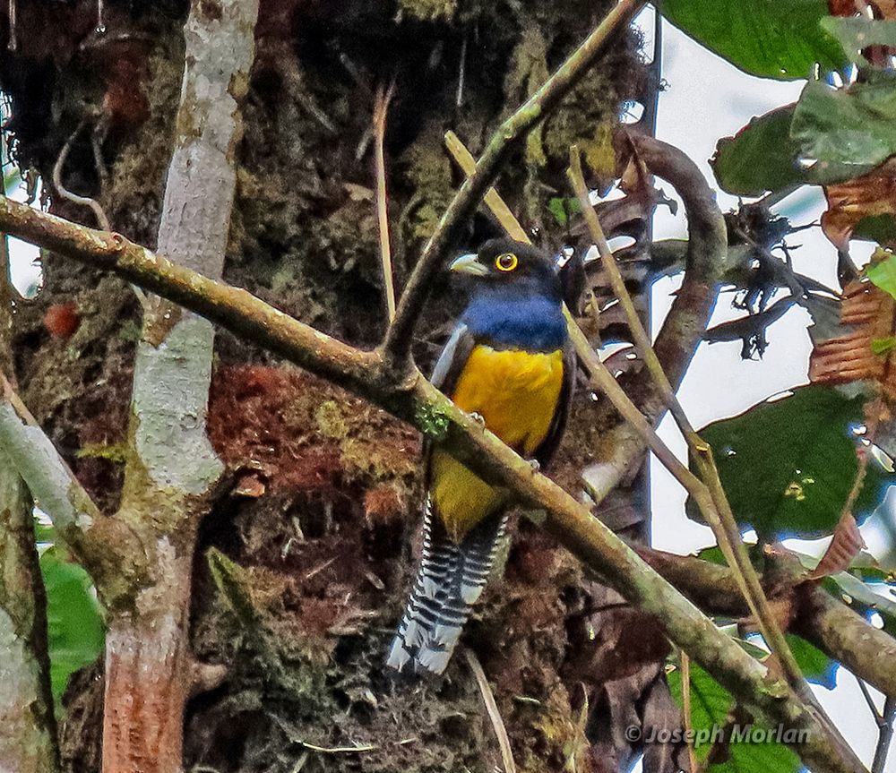 Gartered Trogon (Trogon caligatus)
11 April 2025. Centro Manú, Limón, Costa Rica.
A male showing blue head. Part of a three way split from the Violaceous Trogon. Gartered is distinguished from the others by the male's blackish (less blue) head and paler gray wing coverts. Within Gartered Trogon are three subspecies of which this is the northern "sallaei" (formerly "braccatus"). Trogons eat both fruit and insects, but Gartered appears to be more of a fruit-eater.