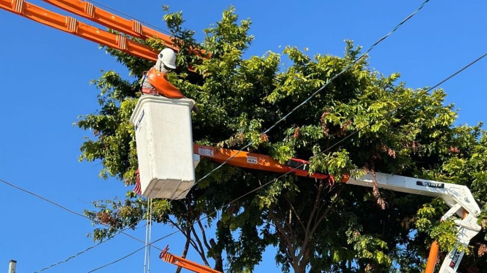 Após apagões, Enel promete dobrar podas de árvores em São Paulo | CNN Brasil