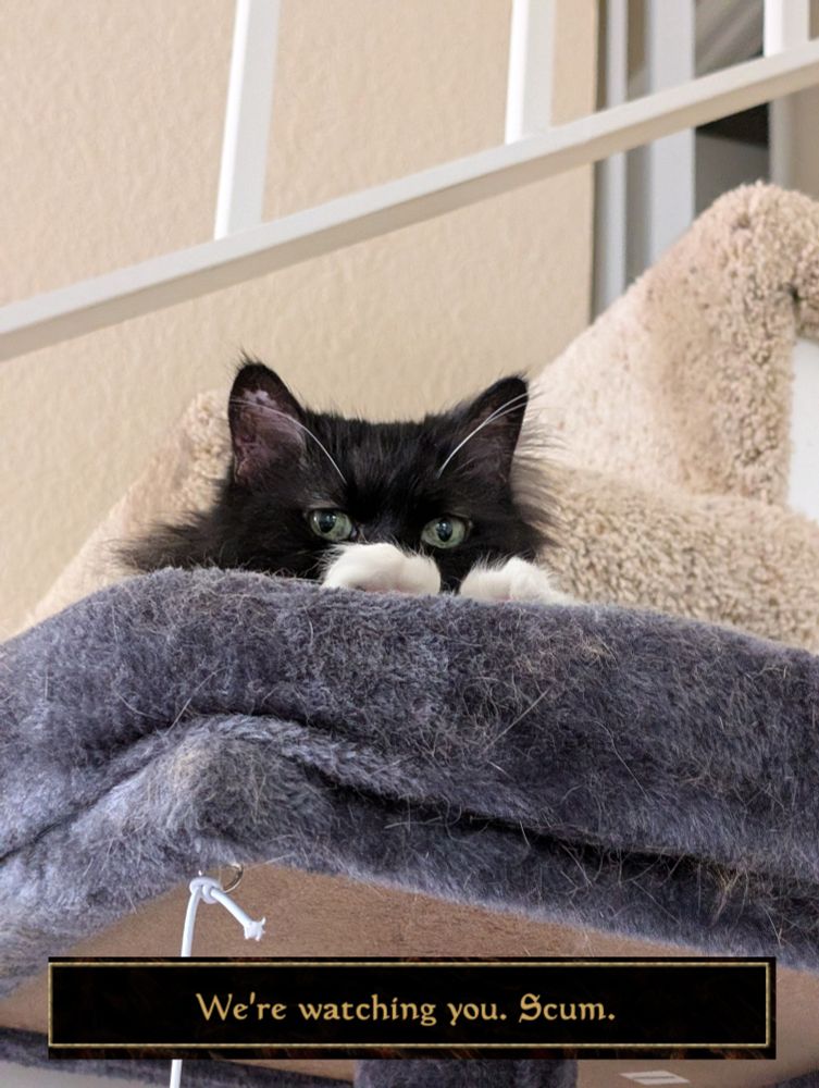 Picture of a tuxedo colored cat with green eyes laying on top of a cat tree, just her upper head and front paws are visible. 

Edited onto an image is a caption box from Morrowind with the text "We're watching you, Scum" 