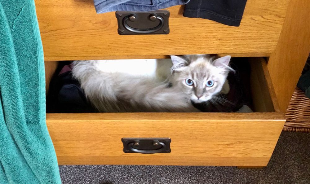 Defensive looking fluffy white and grey cat, sitting in a drawer of freshly folded clothes.