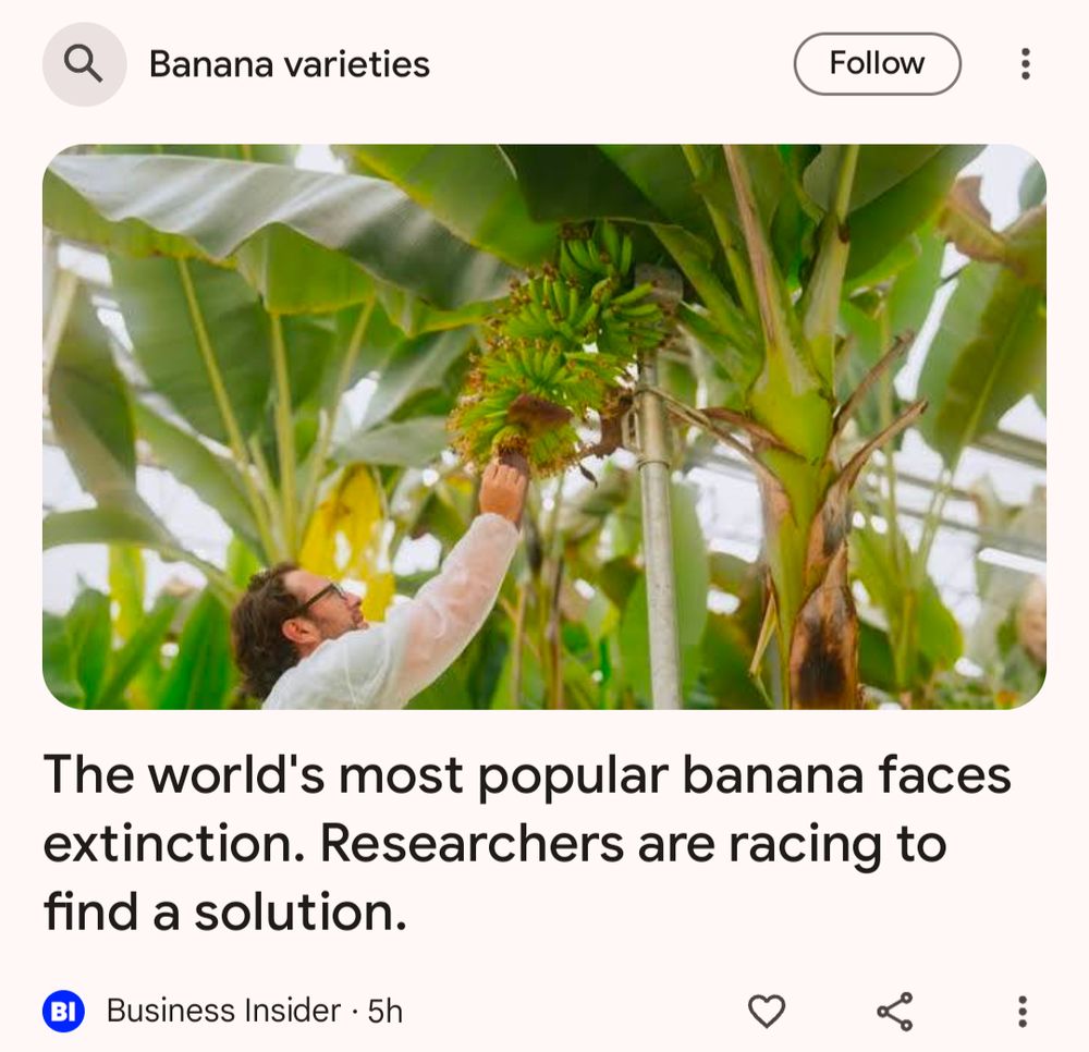 Headline: The world's most popular banana faces extinction. Researchers are racing to find a solution.
