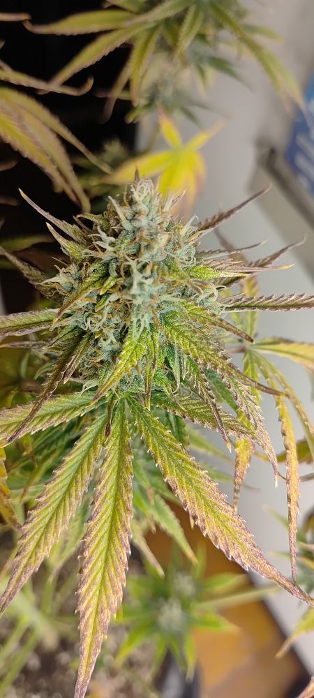 Uma flor de maconha, espécie og kush, bem verdinha e linda com tons amarelo nas folhas com pontinhas roxas 