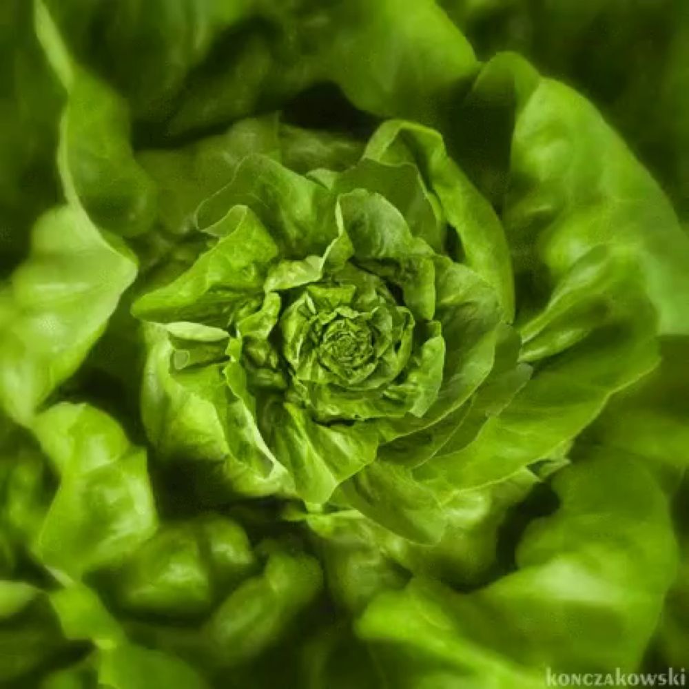 Salad Lettuce GIF