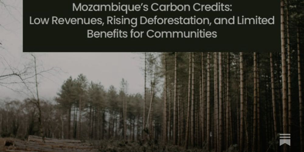 World Bank-funded Zambézia Integration Landscape Management Programme in Mozambique has failed to stop deforestation. “Minimal benefits” have reached local communities