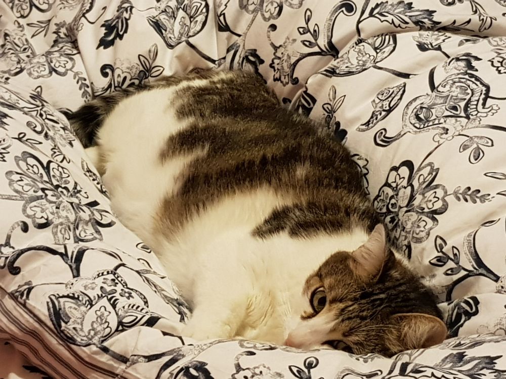 Chat bicolore confortablement allongé sur une couette en plume 