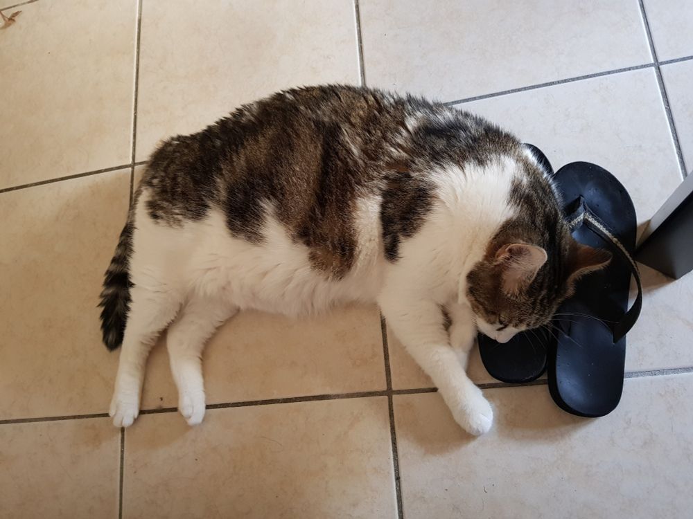 Chat tigrė et blanc allongé sur le sol la tête posée sur une paire de tongs