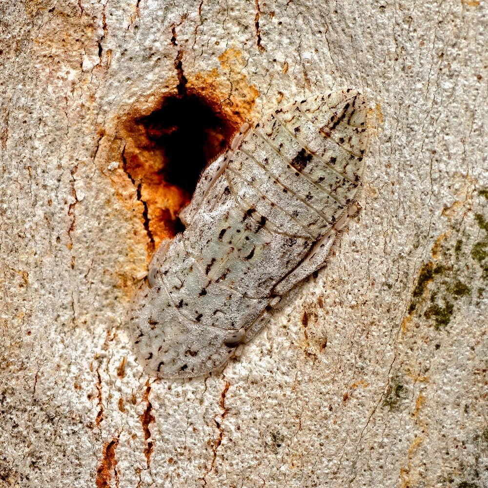 A Flat-headed leafhopper (Ledromorpha planirostris) - masters of camouflage, these flat-bodied hoppers often develop markings that match the particular tree they live on.