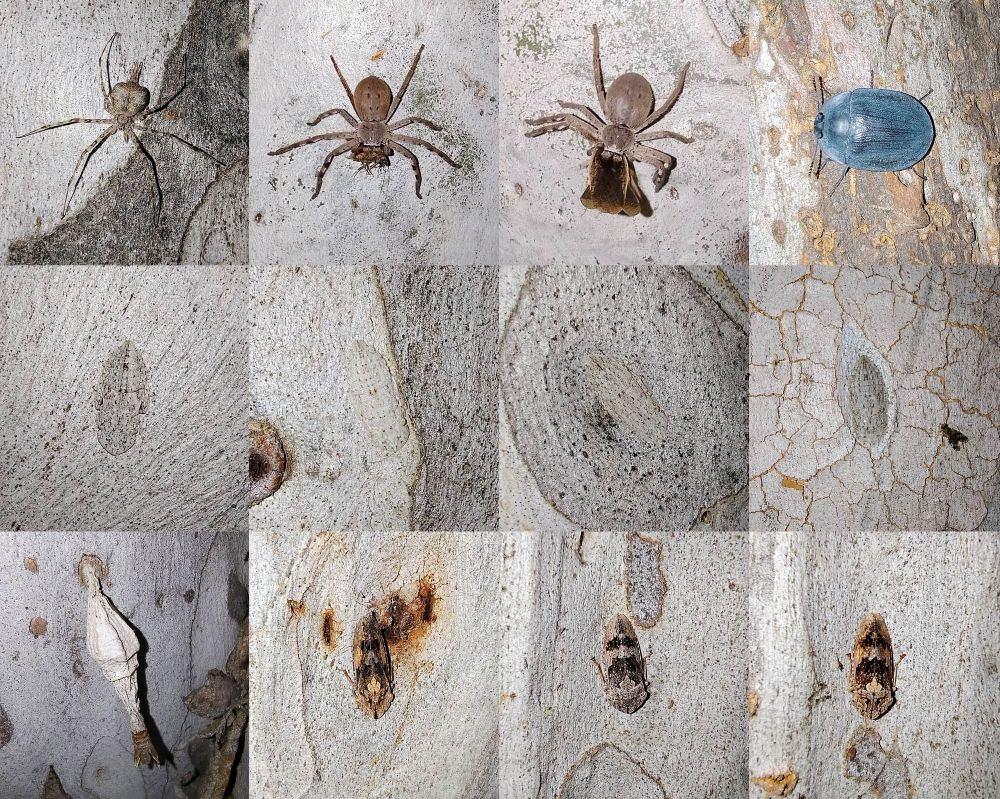 Top row: various spiders and a Pie Dish Bug (beetle)

Middle row: four flat tree hoppers

Bottom row: a moth case and three tree hoppers 