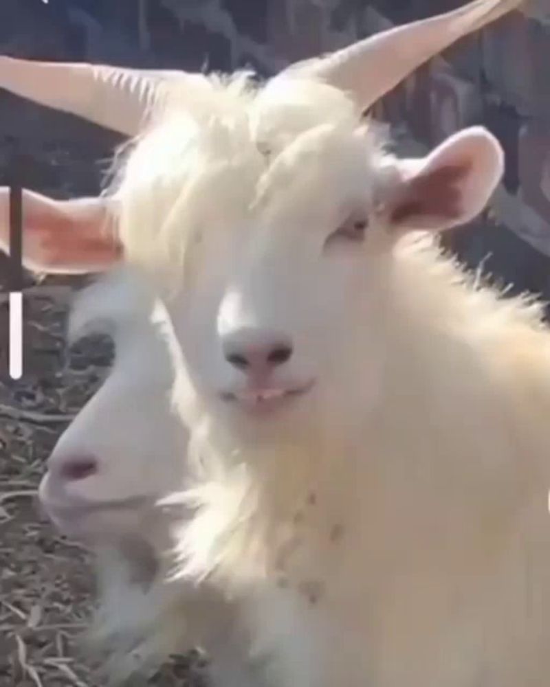 two white goats with horns are standing next to each other in a pen .