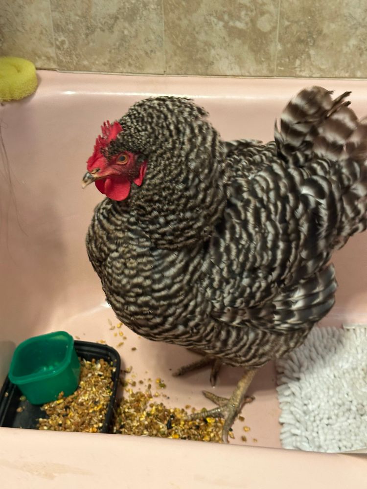  A barred rock hen with black and white striped feathers stands inside a pink bathtub. She faces the camera, her bright red comb and wattles vibrant against her speckled plumage. Stressed, she appears fluffed and messy. At her feet is spilled feed, with a small black tray and a green plastic dish nearby. A soft white bathmat is placed in the tub next to her, and a yellow sponge rests on the edge of the tub in the background.