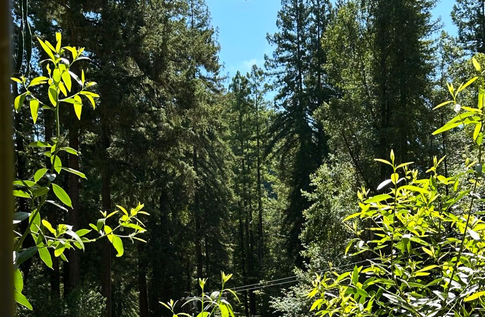 A small patch of blue sky below an umbrella, framed by redwoods and sun dappled bay trees. The power lines visible toward the bottom of the photo help provide a sense of scale with regard to how tall the trees actually are