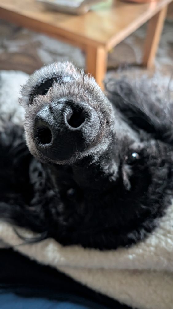 A poodle with a black head looking backwards at the camera 