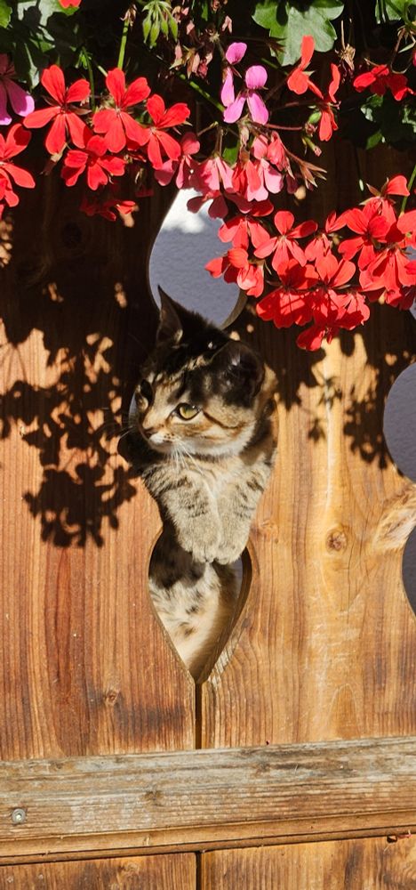 Eine Katze schaut durch ein Loch im Balkon, darüber rote Balkonblumen, vermutlich Geranien.