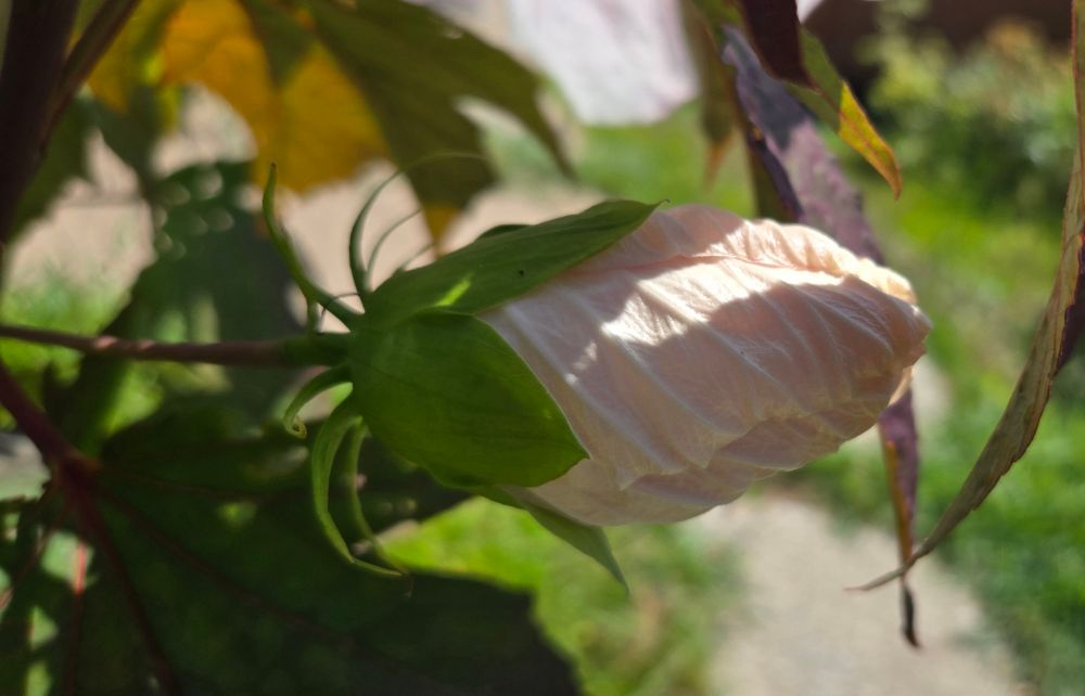 L'hibiscus assiette en pleine éclosion. La fleur s'ouvrira demain.