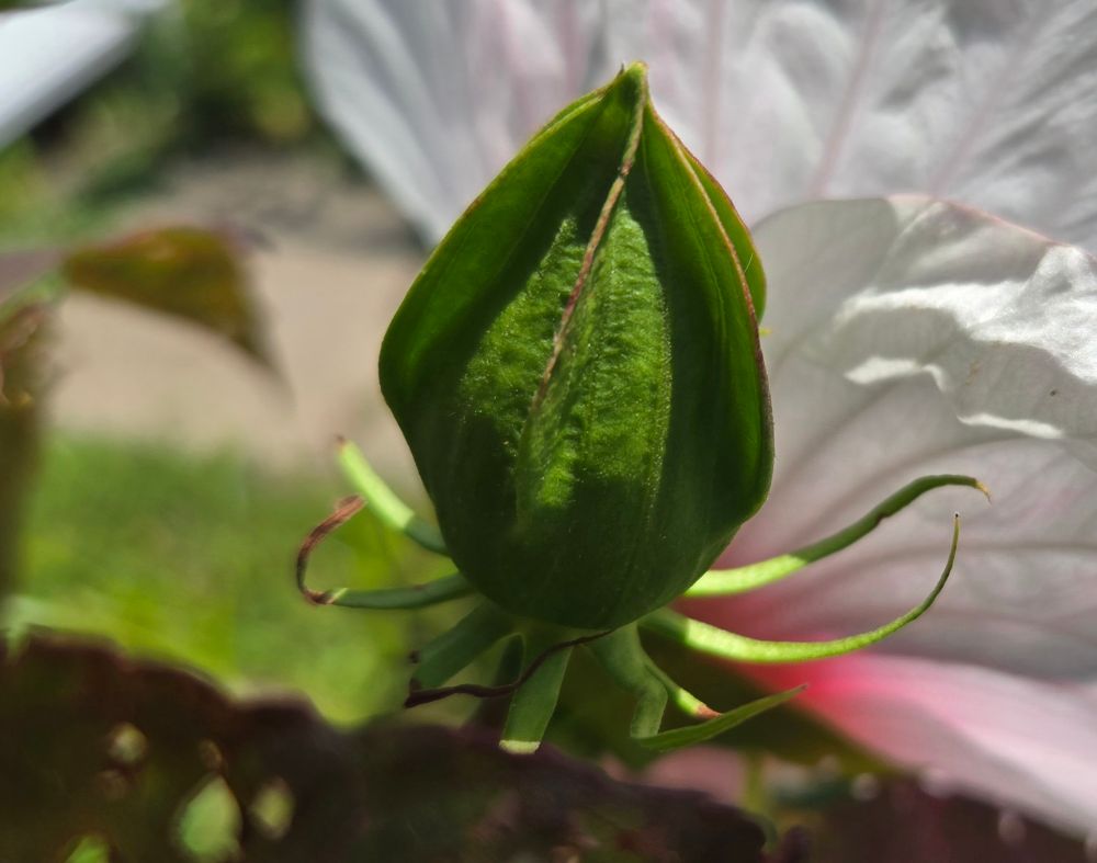 L'hibiscus "assiette" en bouton.