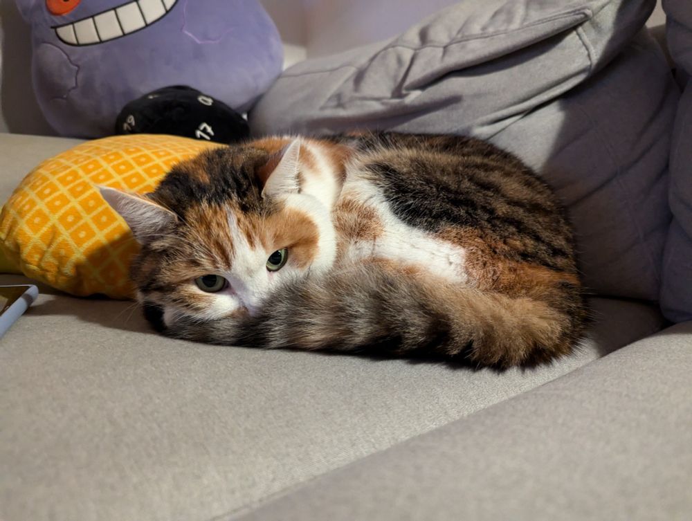 My cat, Lucy. She is curled up on the sofa, behind her there are some plushies. She is looking at me behind the camera.