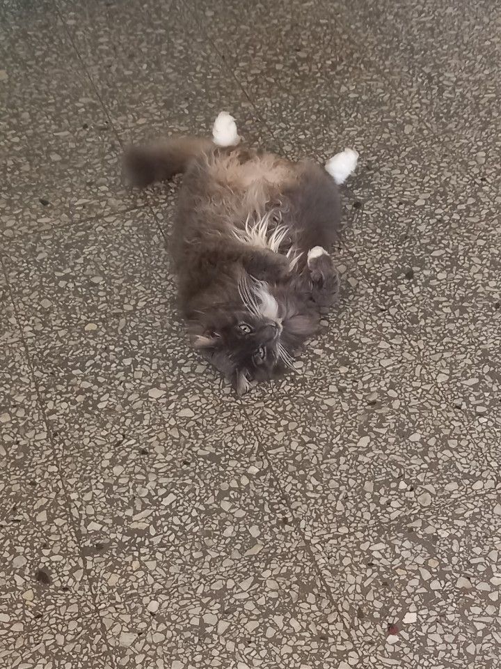 Zixten, en silvergrå katt med vit mage, vit krage och vita tassar, ligger på rygg på en mönstrat stengolv i en trappuppgång.