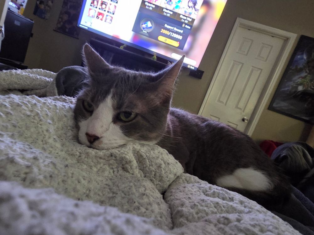 Grey and white tabby cat laying on a blanket looking towards the camera. 


#cat #cats #pets #pet #nationalcatday