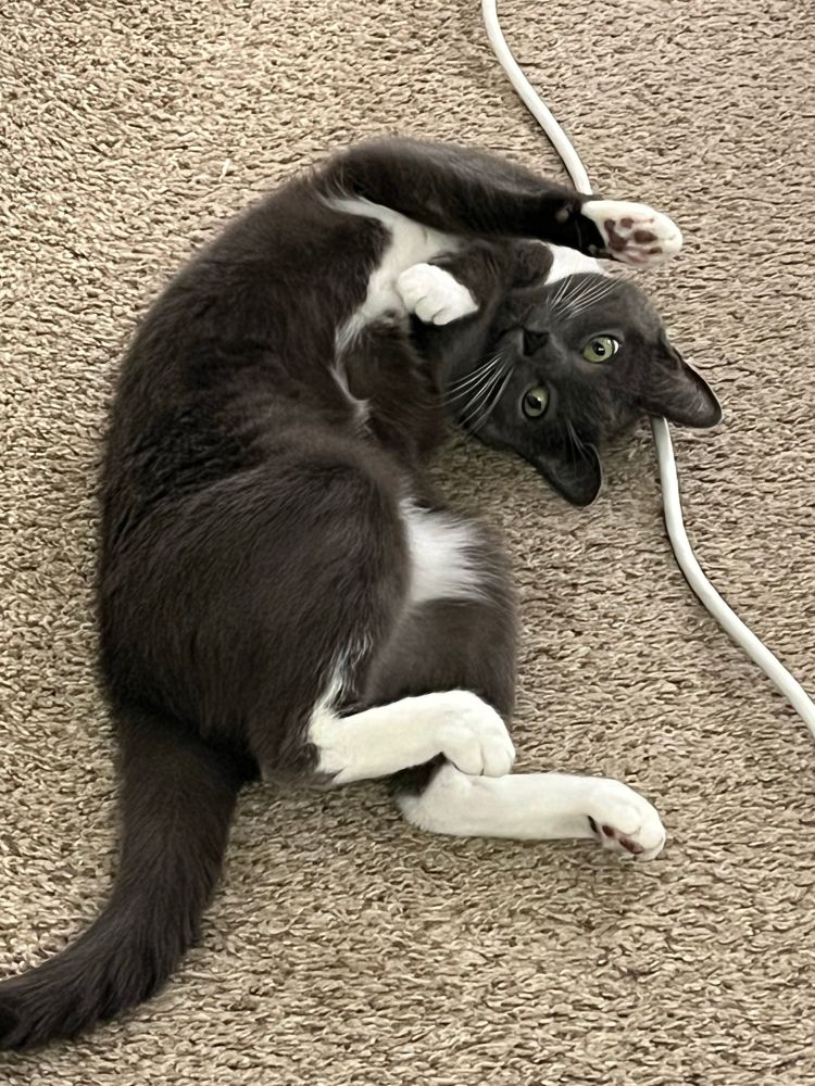 Zoe, our beautiful blue tuxedo cat, is lying upside down on the floor with her paws tucked and her belly up. 