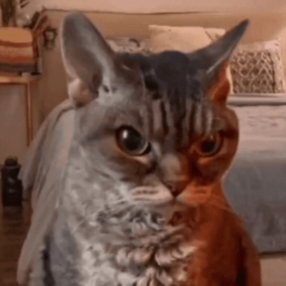 two cats are sitting next to each other in a bedroom looking at the camera