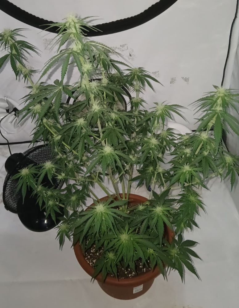 cannabis-pflanze mit weissen puscheligen blüten-ansätzen