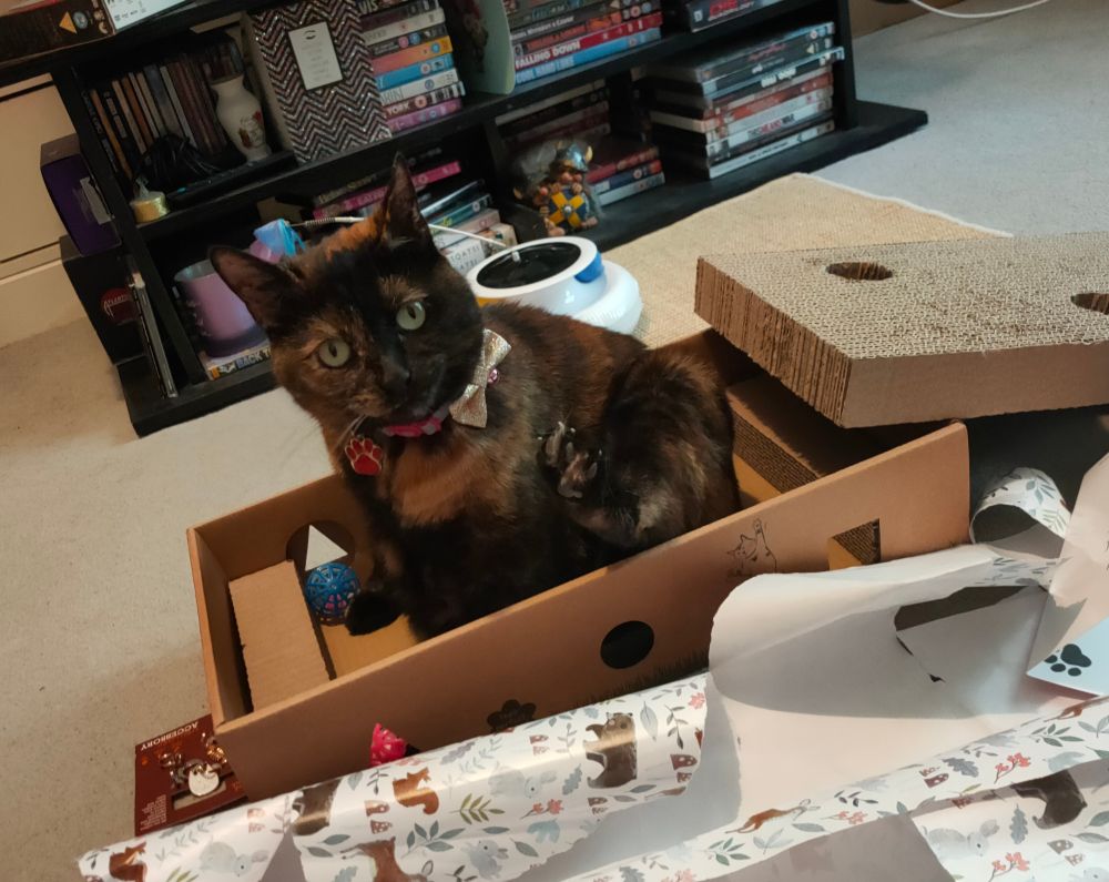 Little cat sitting in the box part of her scratch pad toy, since the scratch pad part was removed. 