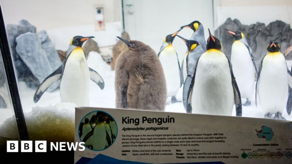 Meet Pesto: the fat baby penguin and viral superstar