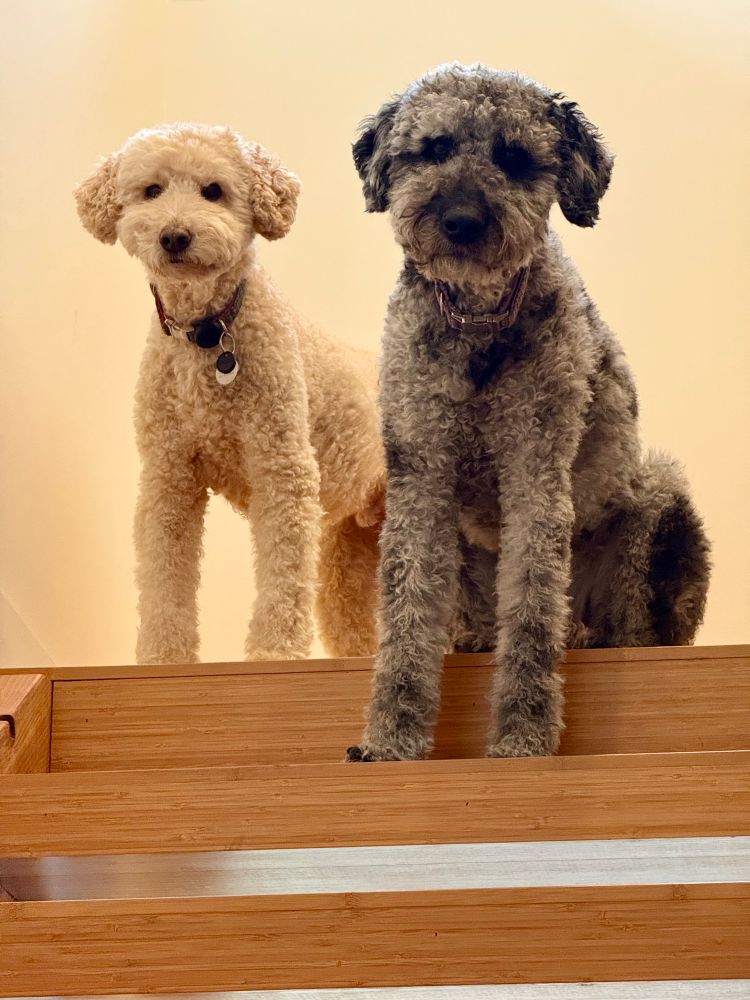 Two dogs are sitting side by side at the top of bamboo stairs. The dog on the left is a golden colored labradoodle, the dog on the right is a large poodle mix that is a silver to black merle. 
