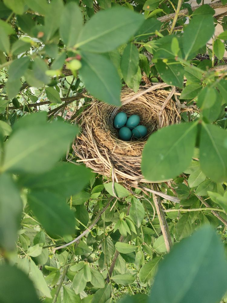 A small nest with four bright blue eggs inside.