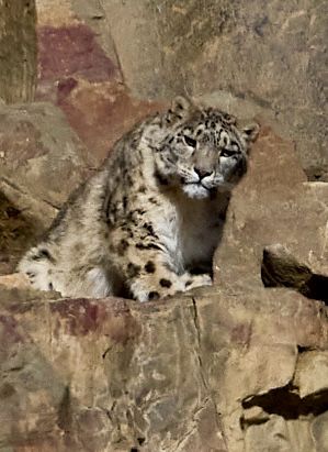 Zoomed in on a snow leopard 