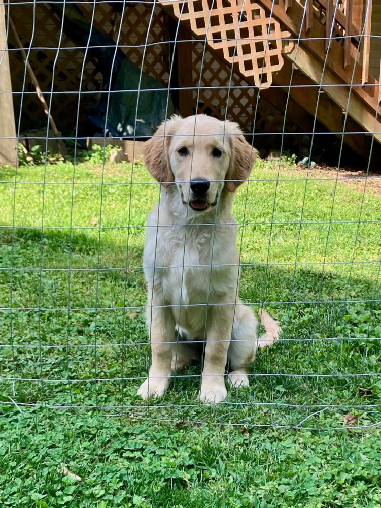 a medium-small golden retriever puppy sitting on green grass behind a wire fence, looking at the camera with mouth slightly open
