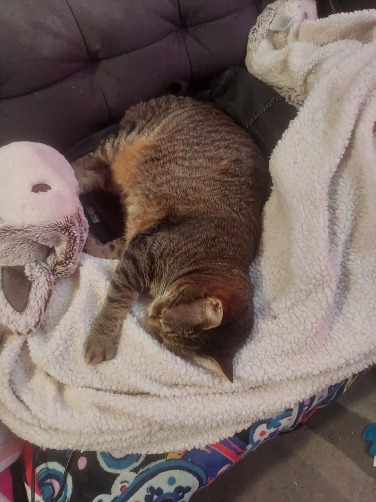 Tabby cat curled up with blanket on couch.