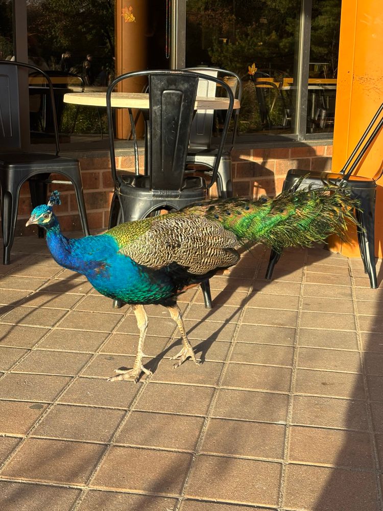 a peacock shining in the golden hour light.