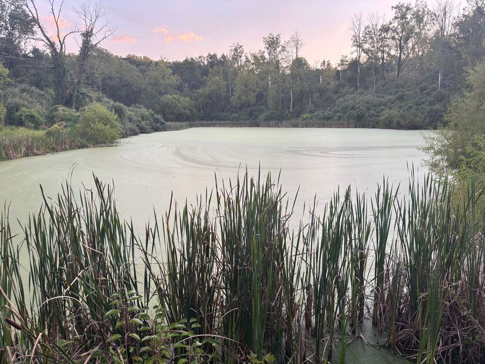 landscape photo of a pastel sunset sky, line of trees, algae covered pond, and reeds in the foreground.