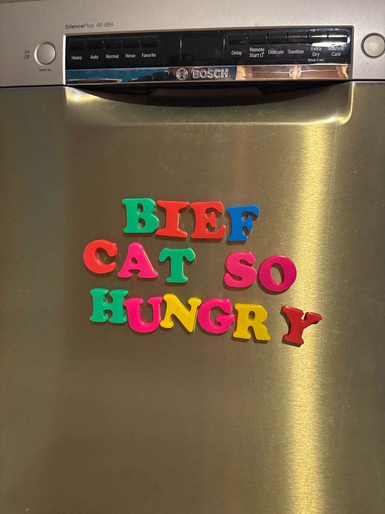 colorful alphabet magnets spelling out “bief cat so hungry.”
