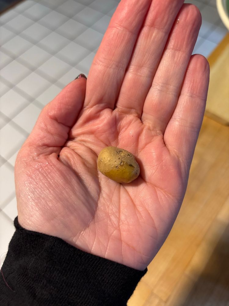 a very small potato on a hand. i think the potato is about an inch long.