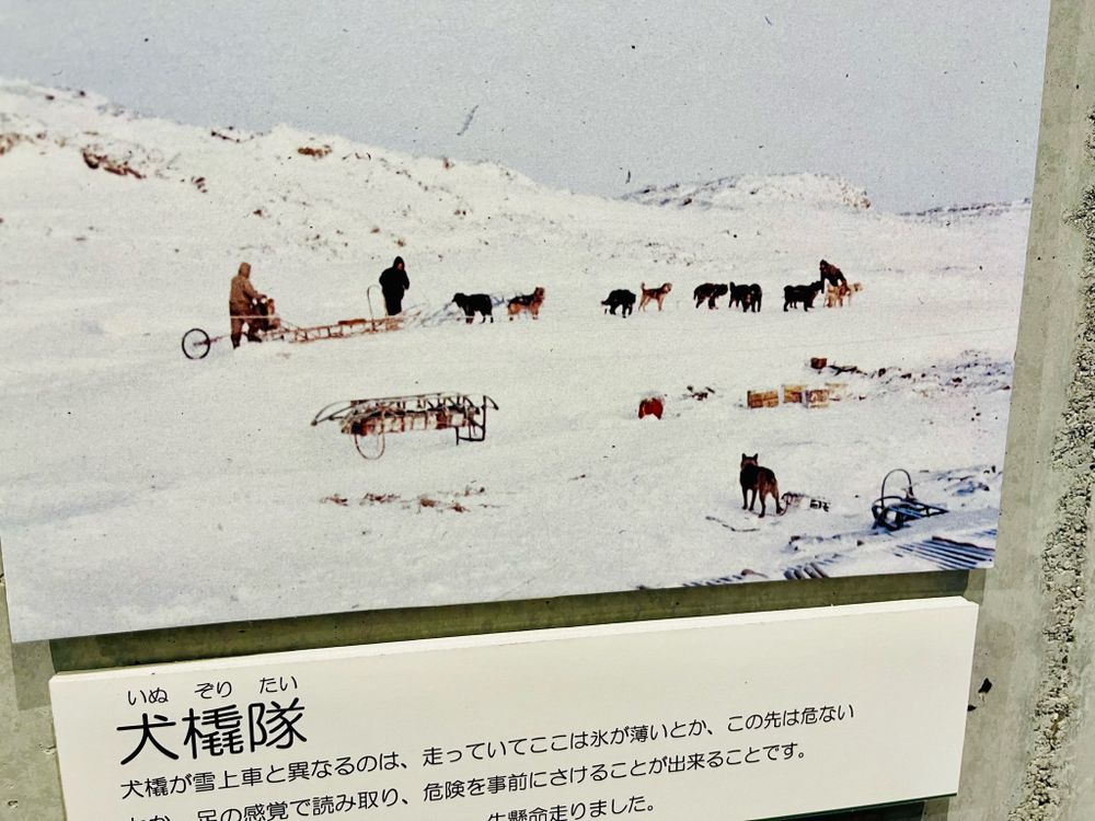 南極で犬を使役する人間