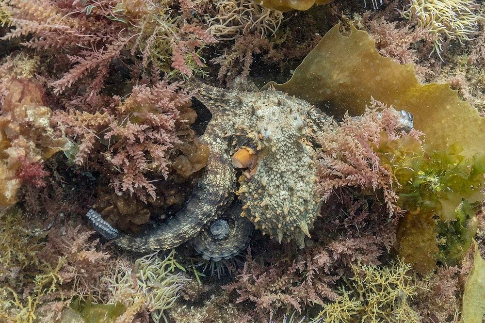 Plymouth and Devon county councils partner with DEFRA to launch investigative study into the cause and consequences of UK octopus bloom