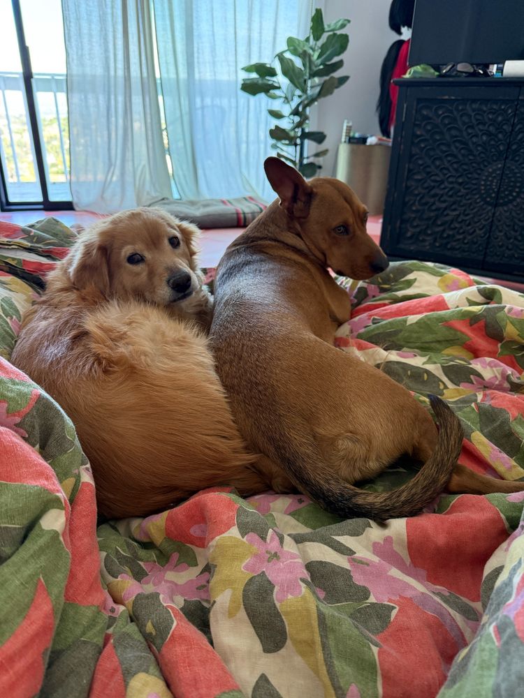 A chow chow dog on the left looks at camera sat next to an Aussie Pit mix, also looking at camera. They’re on the bed and looking sleepy and snuggly!