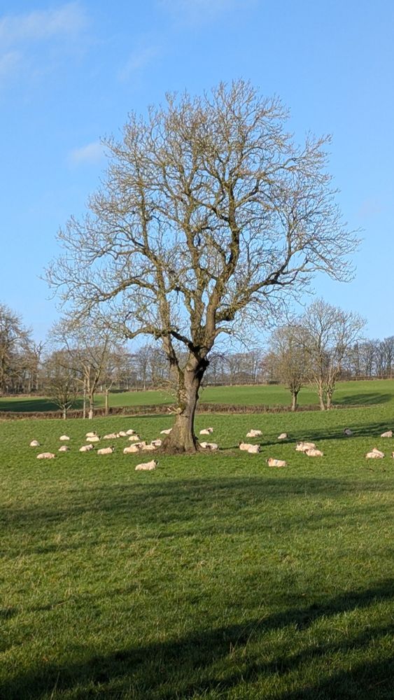 Sheep in a green field laying under a tree with no leaves left on